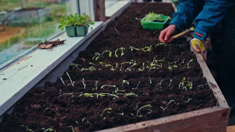 hands of gardener planting seedlings to soil - timelapse