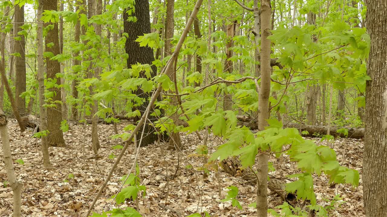 una foto fija del viento que sopla en el bosque y una pequeña ardilla blanca que pasa en silencio