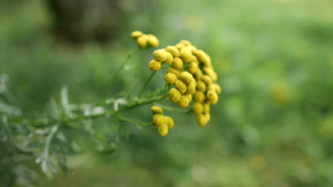 flores amarillas del tansy común. planta herbal de tanacetum vulgare. flor amarilla