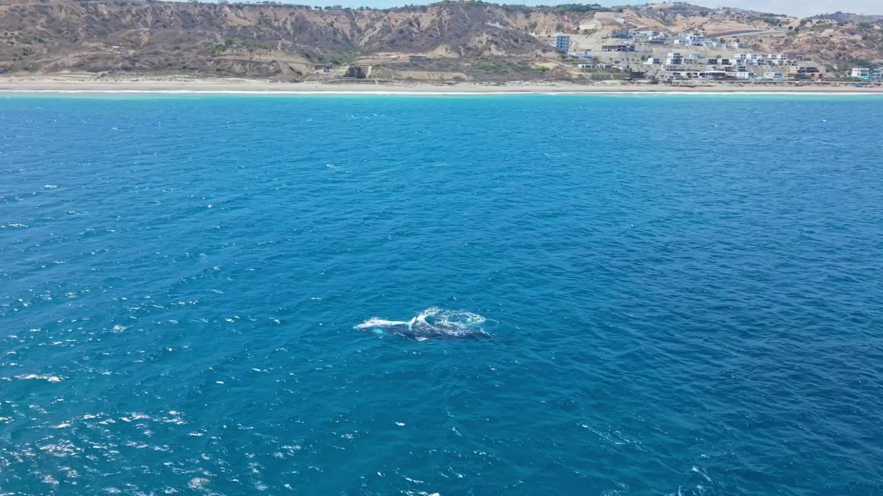 Fixed drone view as humpback mother and calf roll and play in shallow coastal water
