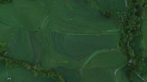 belimbing rice terrace is a gem of rural bali. its emerald green paddies reflect the early morning light, offering a sense of stillness, balance, and timeless tradition.