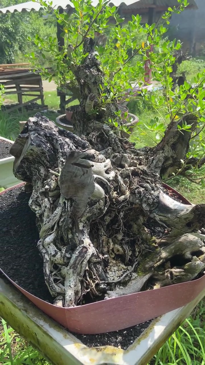 Inquadratura panoramica ravvicinata di un bonsai nodoso con radici a vista