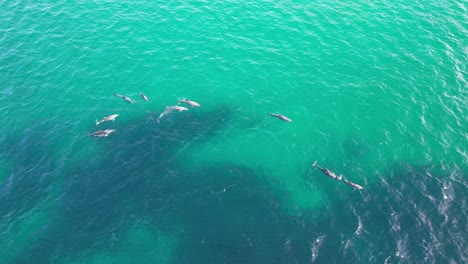 Delfines-Nariz-De-Botella-Retozando-En-Las-Aguas-Turquesas-De-La-Playa-De-Cabarita,-Tweed-Shire,-Bogangar,-Ríos-Del-Norte,-Nueva-Gales-Del-Sur,-Australia-Toma-Panorámica-Aérea