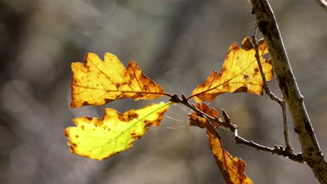 close-up-of-autumn-leaves,-oak-woodland,-temperate-rainforest,-Ariundle,-Highlands,-Scotland