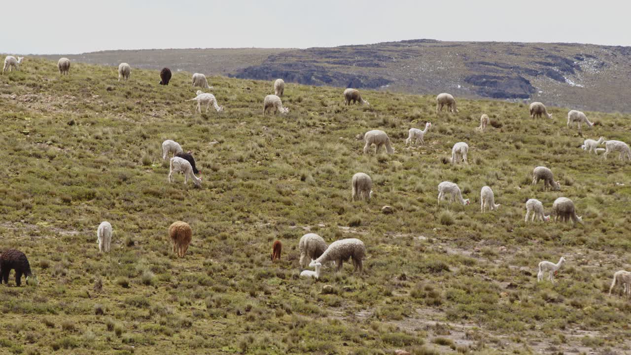 llanuras con muchas llamas y alpacas pastando, pampas galeras, perú