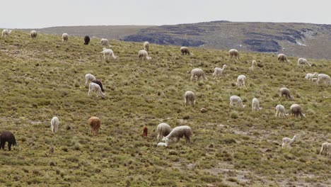 flatlands with many llamas and alpacas grazing, pampas galeras, peru