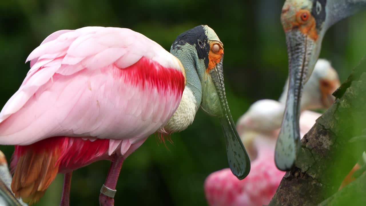 Striking pink plumage, Roseate spoonbill, platalea ajaja perched in the shallow water, busy preening and grooming its vibrant feathers and shaking its head, close up shot of an exotic bird species