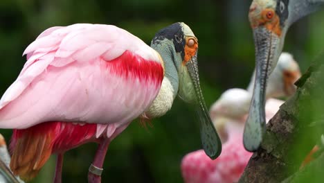 Striking-pink-plumage,-Roseate-spoonbill,-platalea-ajaja-perched-in-the-shallow-water,-busy-preening-and-grooming-its-vibrant-feathers-and-shaking-its-head,-close-up-shot-of-an-exotic-bird-species