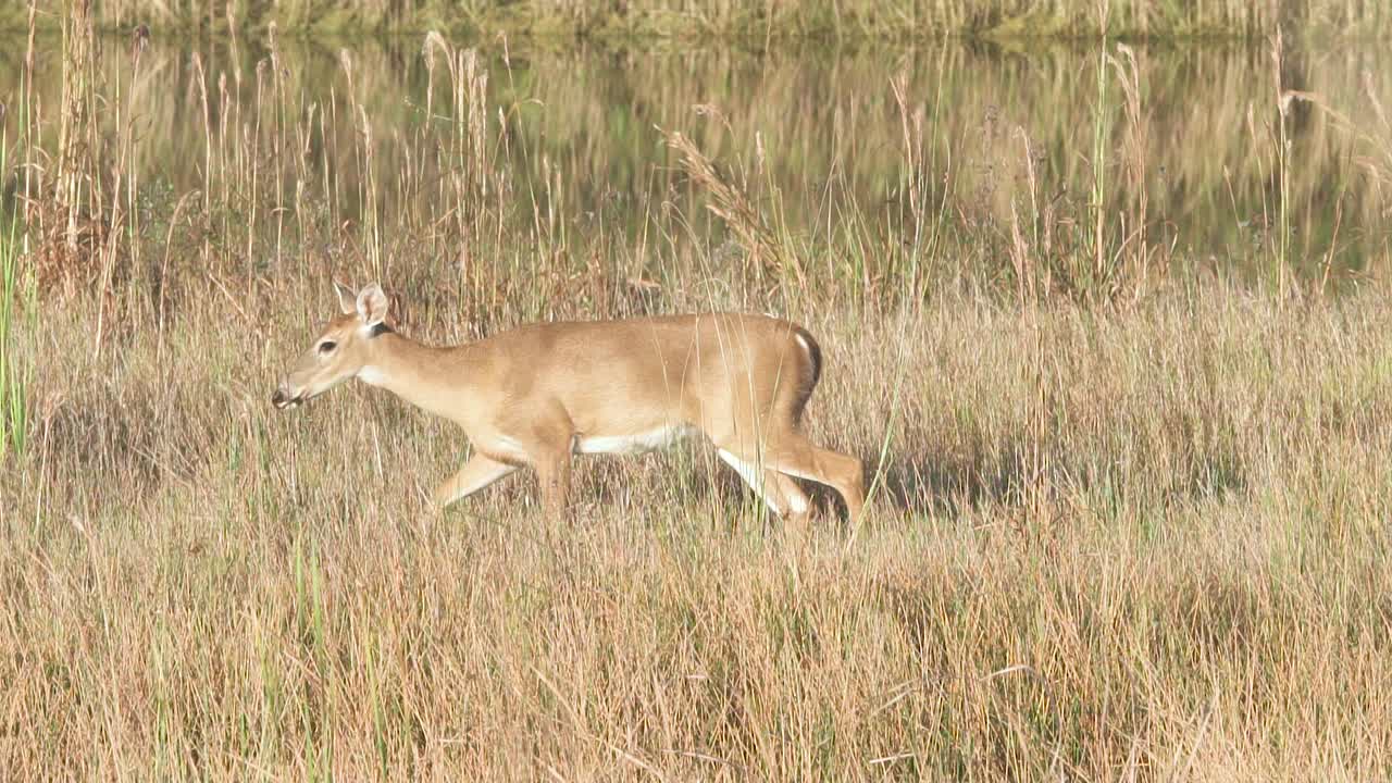 느린 동작으로 톱풀 갈대를 따라 걷는 장엄한 흰 꼬리 사슴