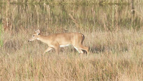 majestic white tailed deer walking along sawgrass reeds in slow motion