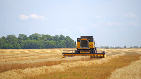 special technic in action. combine among dry golden wheat. agriculture machine harvesting crop in fields.