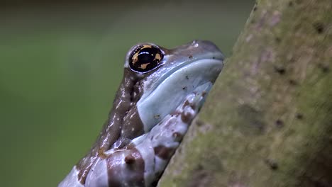 amazon milk frog breathing, half body side view, close up shot