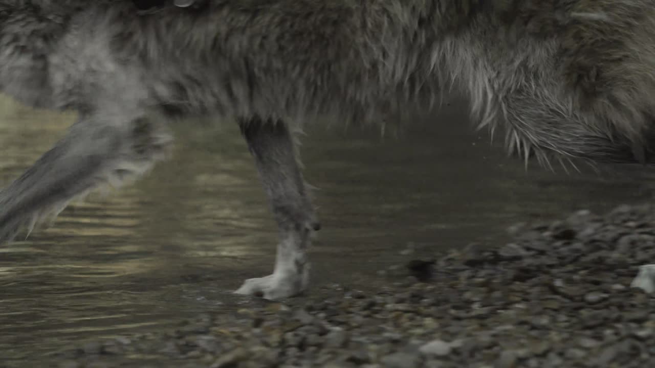 A gray wolf lowers its nose to sniff the gravel shoreline, focused and intent, displaying natural foraging instincts in a rugged riverside setting.