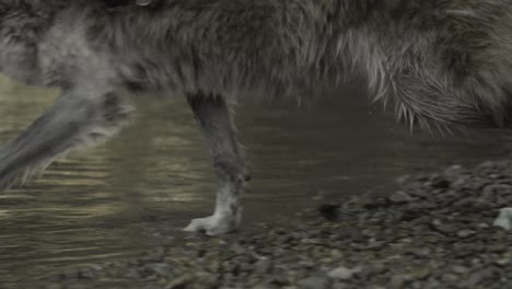 a gray wolf lowers its nose to sniff the gravel shoreline, focused and intent, displaying natural foraging instincts in a rugged riverside setting.