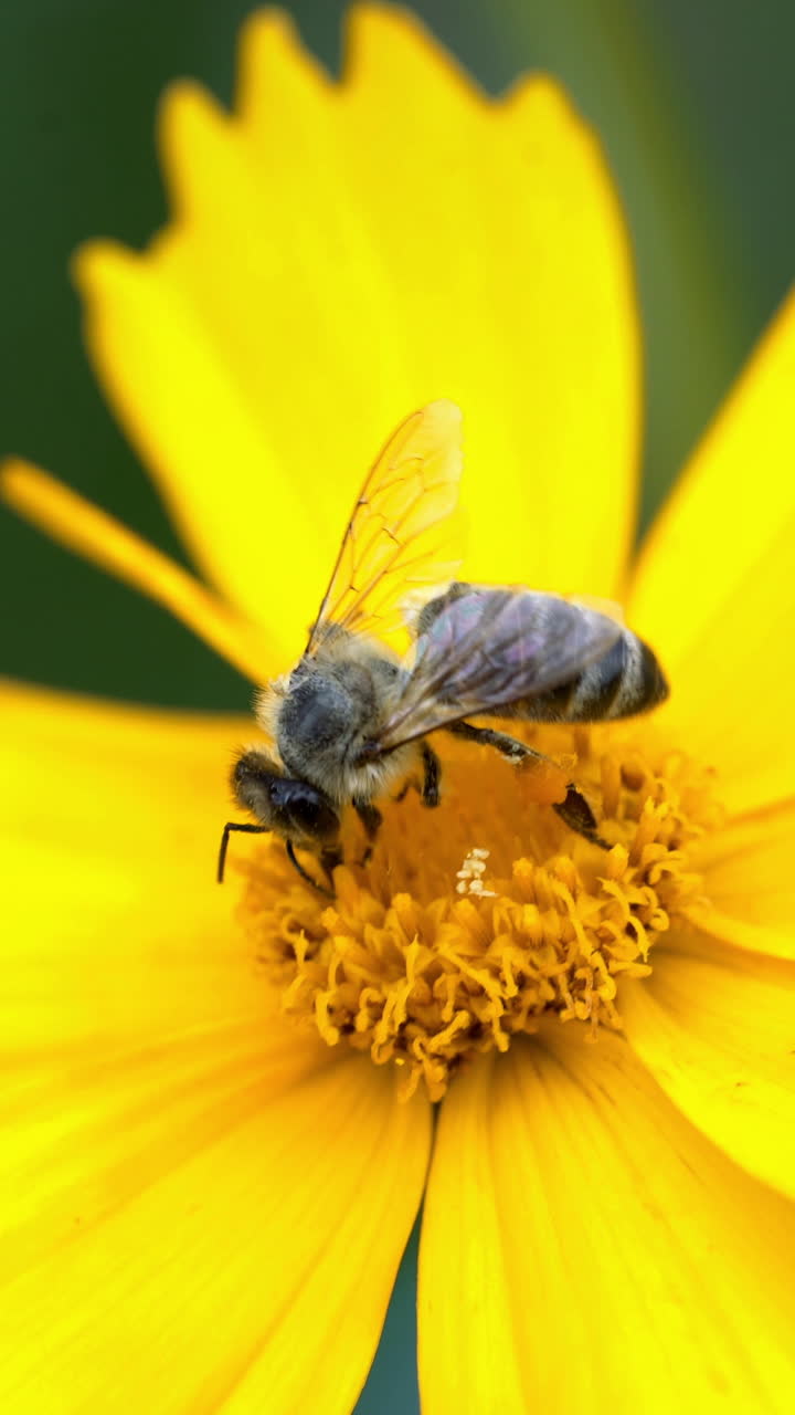 Nice summer flowers. Coreopsis. Bee on yellow flower, close up Vertical video