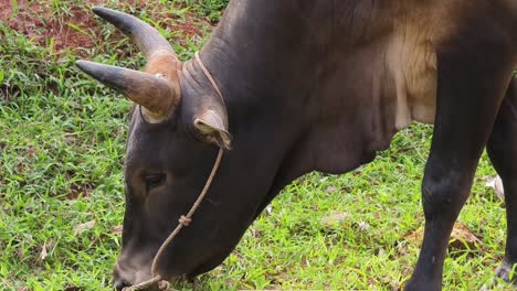 a brown and black cow grazing in a field