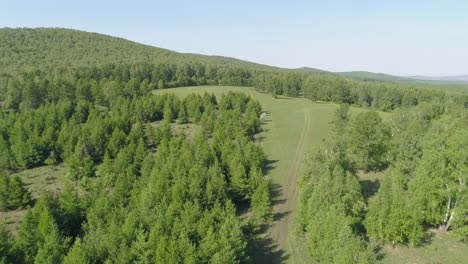 Aerial View of Summer Forest