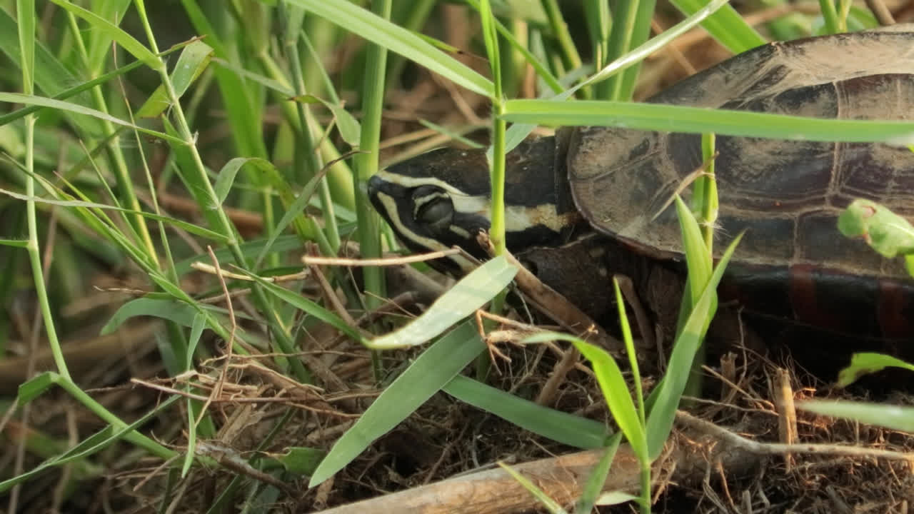 un gros plan de la tortue mékong qui mange des escargots dans l'herbe