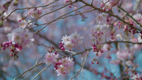 Flores-De-Cerezo-En-Flor-Con-Nuevos-Brotes-Formándose-En-La-Rama