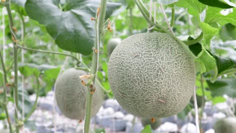 fresh cantaloupe hanging on tree, green melon in garden