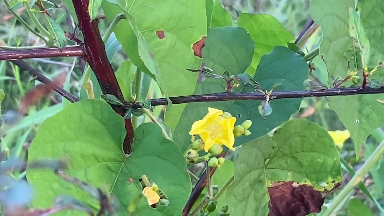 Piccolo fiore giallo che sboccia su una vite in natura