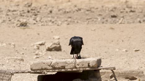 Cape-Crow-eats-Namaqua-Dove-atop-cement-slab-in-arid-desert-area-in-South-Africa