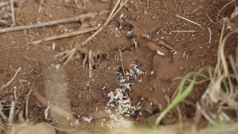 close up zoom on ants nest with eggs 4k