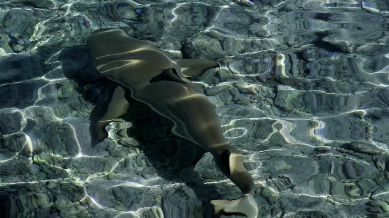 tiburón de arrecife de punta negra en aguas poco profundas desde arriba cazando presas