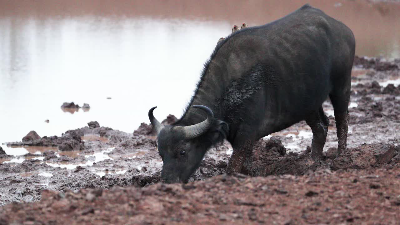 búfalo salvaje caminando por una orilla de lago fangosa en kenia, áfrica oriental