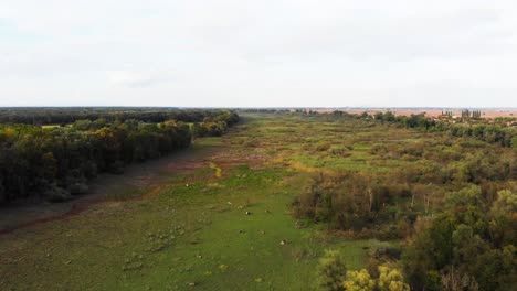 aerial drone view flight over meadow with cattle grazing in grass field