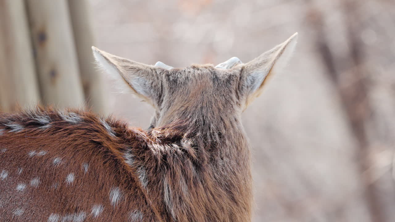 primer plano de la cabeza de un ciervo sika adulto con cuernos cortados en el bosque de otoño