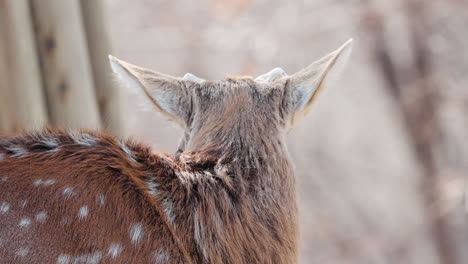 head close-up of adult sika deer buck with cropped antlers in autumn forest