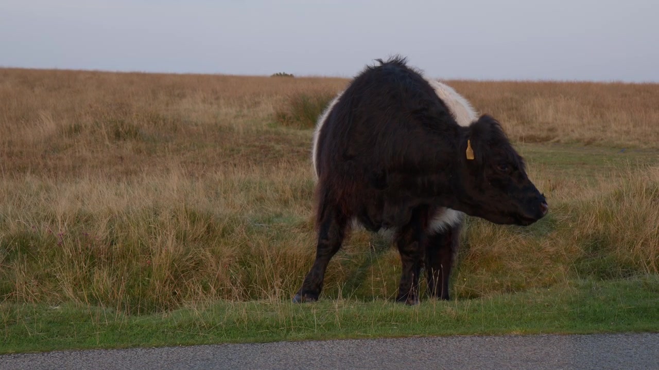 Belted Galloway kvæg græssende langs vejen på gården. - vidvinkelbillede