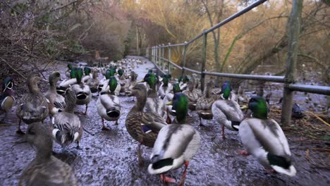 flock of ducks running away from the camera