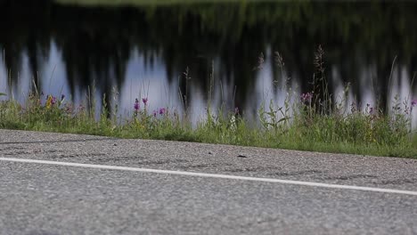 some green grass growing next the roadside and the river with some reflections