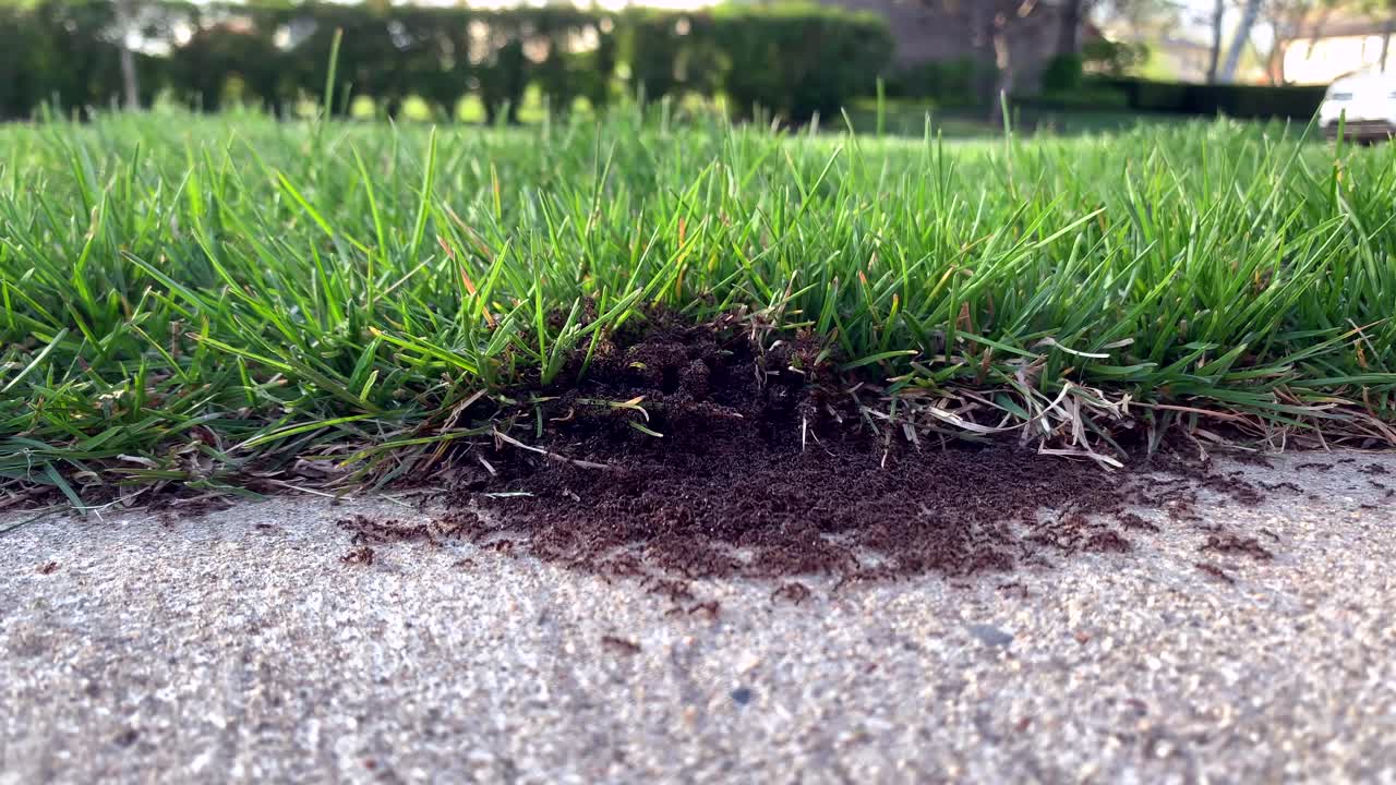 Active ant colony near grass line on a sunny spring day