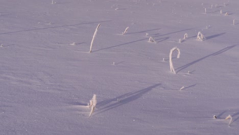 Close-up-of-beautiful-frozen-landscape-with-plants-sticking-out-from-snow