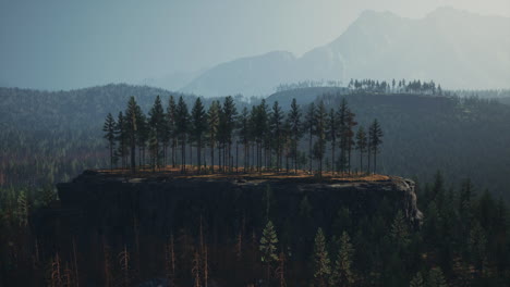 Green-pine-forest-in-the-mountains