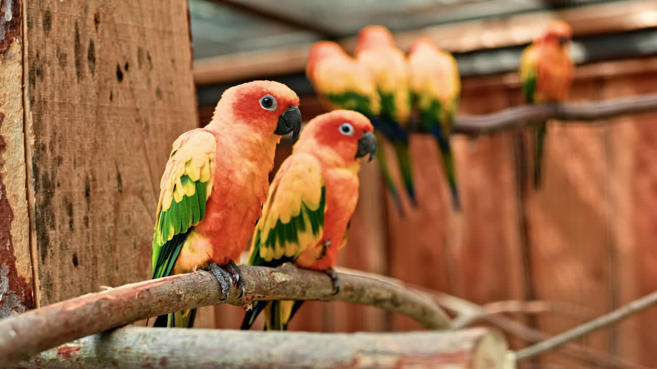 Multicolored bright parrots sit on a branch in the zoo. Orange parrots fly and live in a cage in the zoo. Large parrots with bright beaks