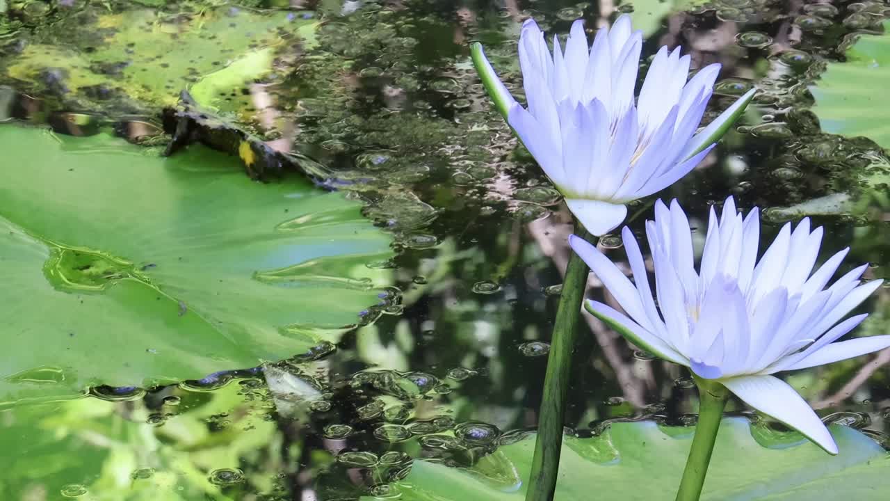 A close-up time-lapse of a purple water lily blooming surrounded by vibrant green leaves.