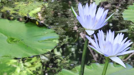 a close-up time-lapse of a purple water lily blooming surrounded by vibrant green leaves.