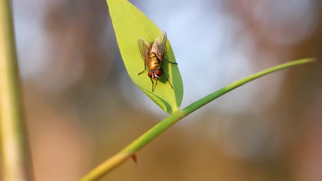 fly resting on leaf in botanic gardens