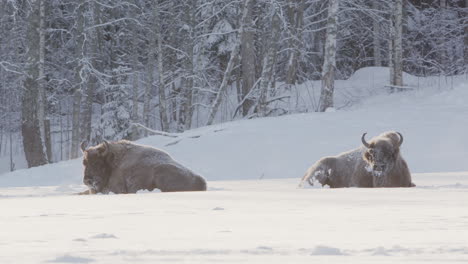 dos bisontes europeos relajados acostados en una zona boscosa nevada