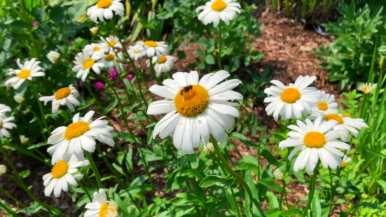 Bees collecting pollen and nectar in natural wildflower garden of plants