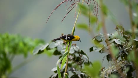 golden-bellied grosbeak on corn plant (slow motion)