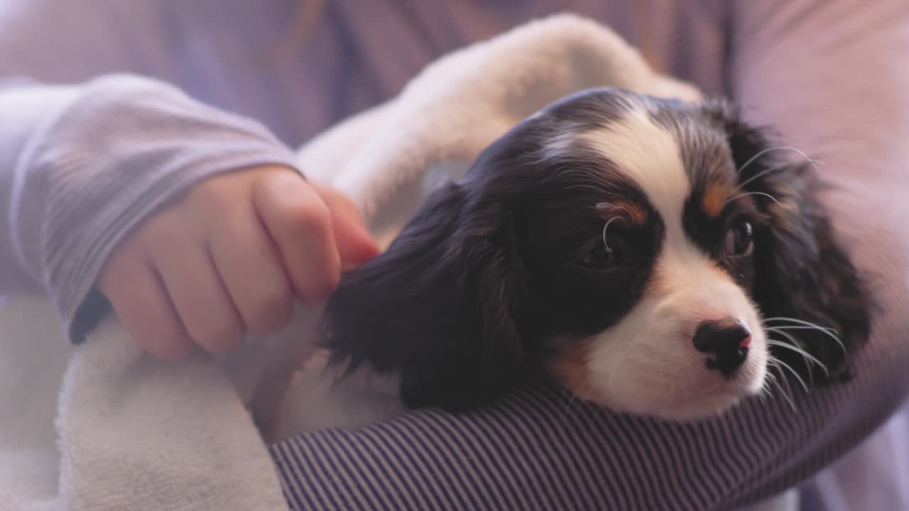 소녀가 그녀의 사랑스러운 강아지를 수건으로 건조시키는 클로즈업