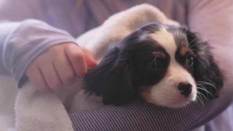 un primer plano de una chica secando a su adorable cachorro con una toalla.