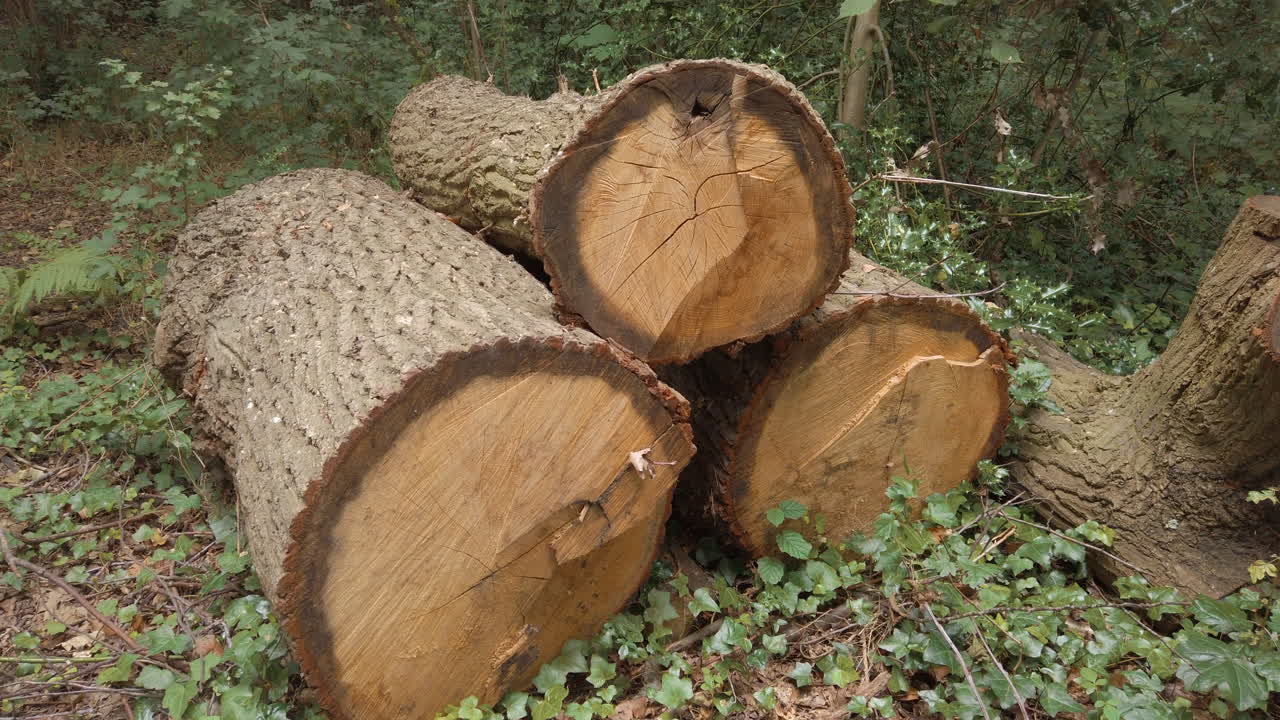 벌목된 숲의 나무에서 남겨진 통나무 더미