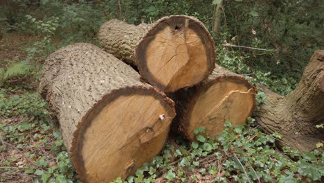 pila de troncos que quedan de un árbol en el bosque que ha sido talado