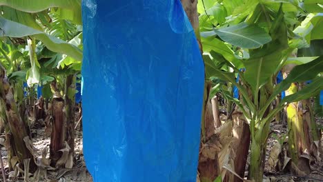 primer plano de una bolsa de maduración azul en un árbol de plátano